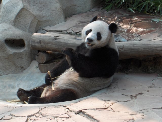 Panda on loan from China dies in Thailand aged 21