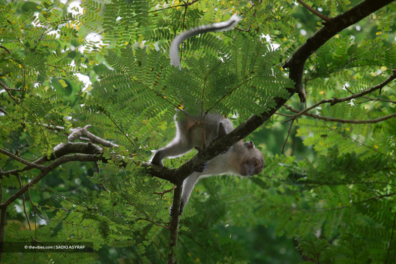 WHO decries Brazil monkey attacks over pox fears