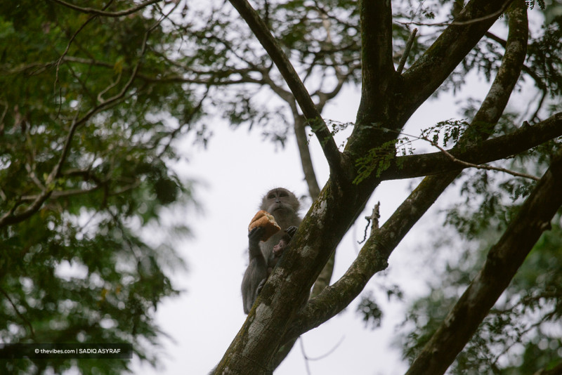 Call for animal protection reform after alleged Kota Damansara monkey culling