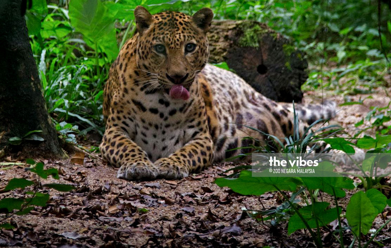 Tourist spots, like Zoo Negara, may soon reopen