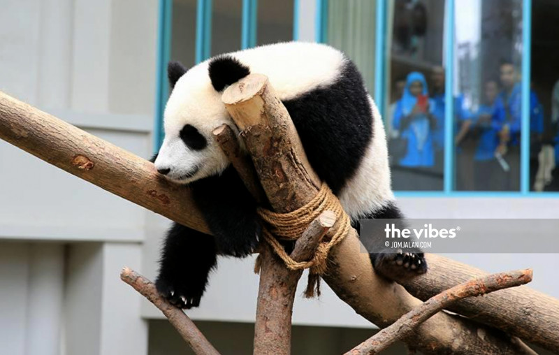 Panda-mic hits Zoo Negara as 8 staff catch Covid-19