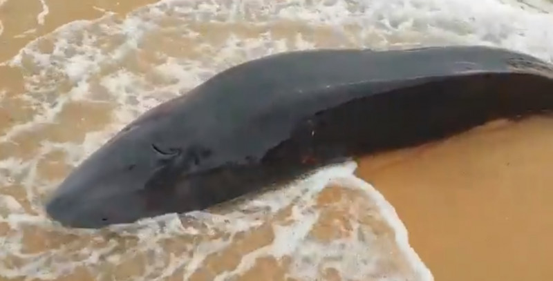 32 whale carcasses found in Malaysian waters over last 20 years
