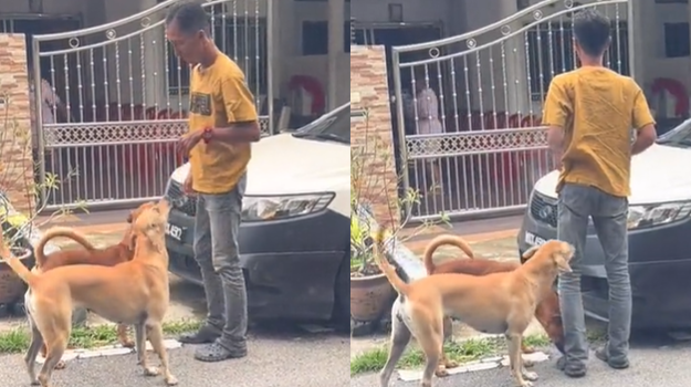 Delivery man’s chill demeanour with dogs warms hearts