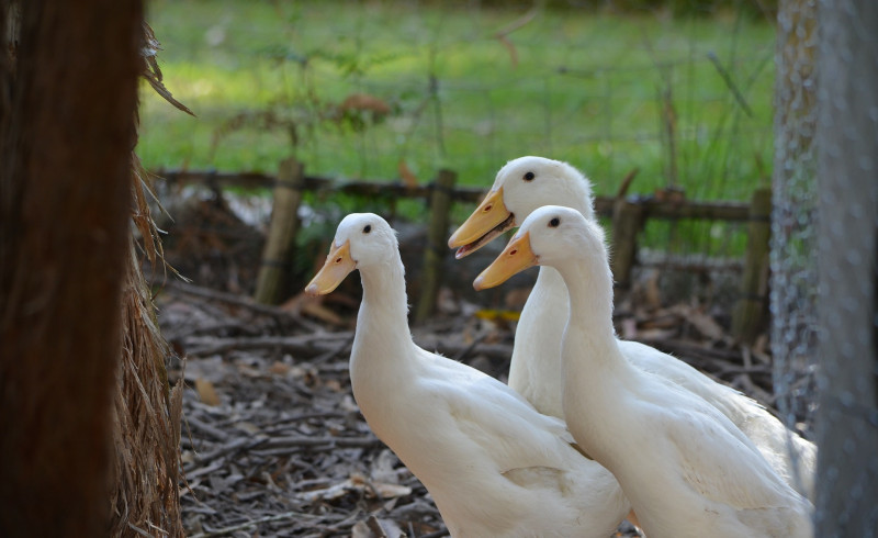 French foie gras region buckles under bird flu threat