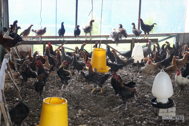 Export excess chicken: Shafie fears ban may taint trade ties