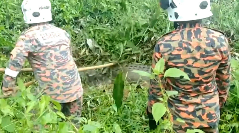 Crocodile wanders into Sarawak bazaar