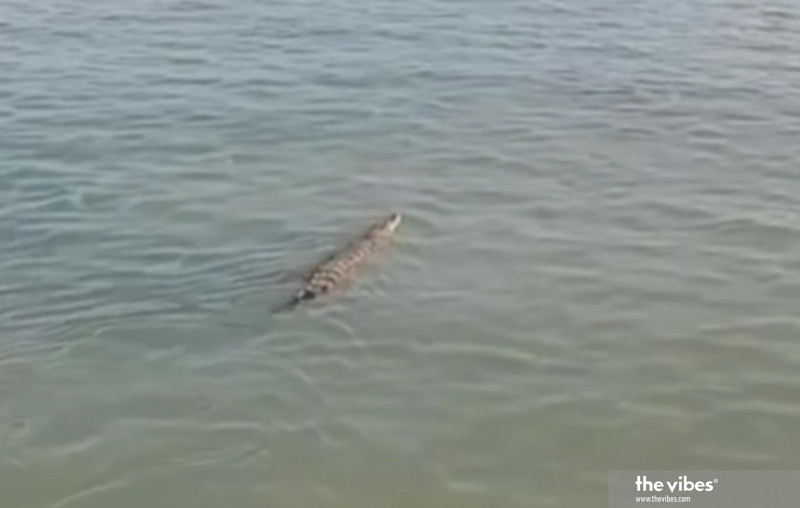 Croc sighting causes stir in Penang