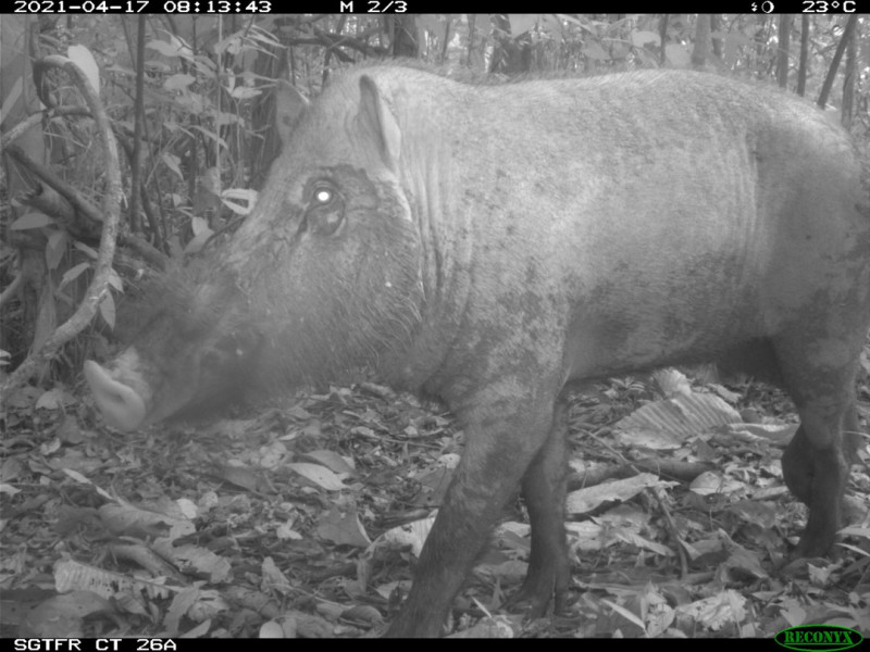 Harming livelihoods, traditions: African swine fever sweeps through Sabah’s bearded pigs
