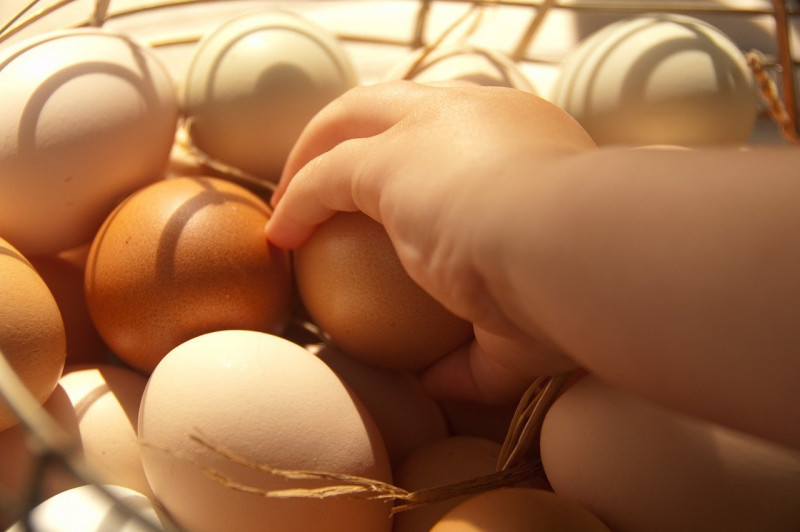 Canada grants poultry, egg producers aid