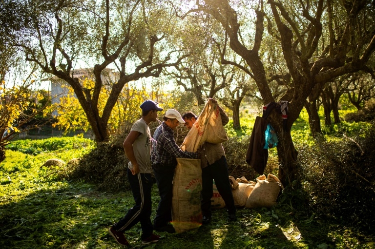 Covid labour shortage makes Greek olive harvest a traditional family affair again