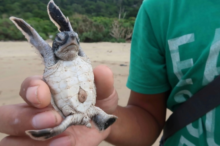 Indonesian baby sea turtles make a break for freedom