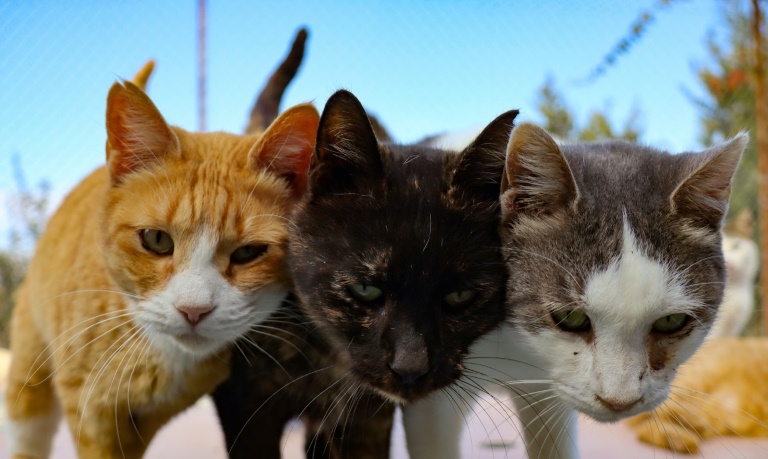 Cyprus cats out in the cold as pandemic bites