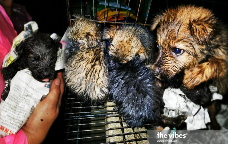 3 dogs, 1 cat drown at flood-prone S’wak animal shelter