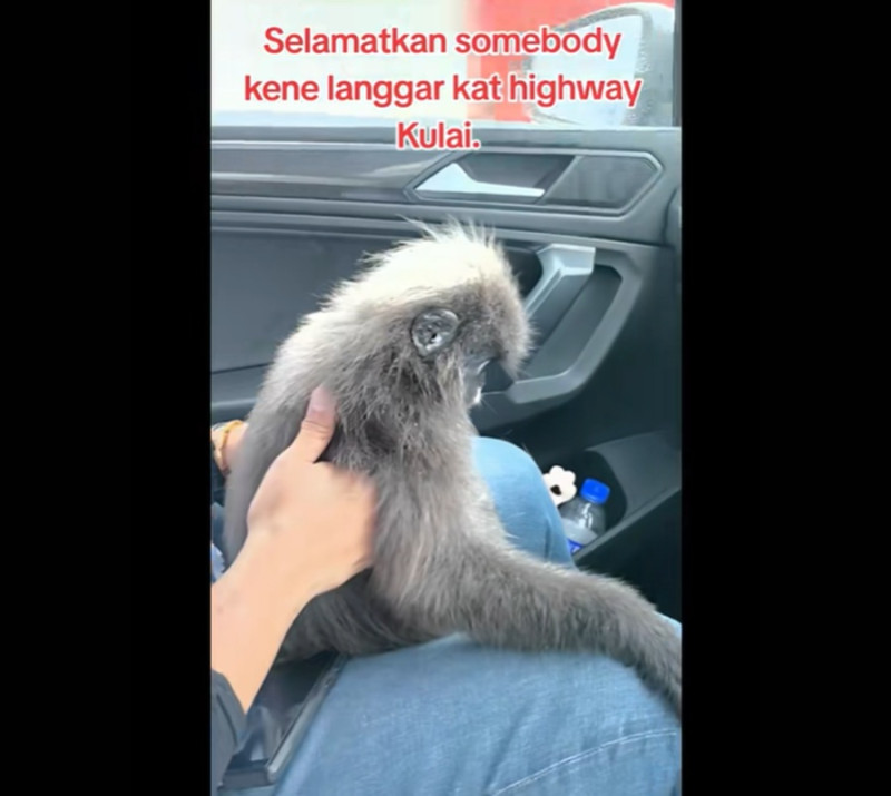 Veterinarian bravely stops in the middle of the road to save silvered leaf monkey (video)