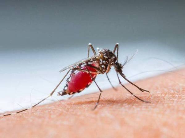Dengue cases in Johor rise by 6.2%