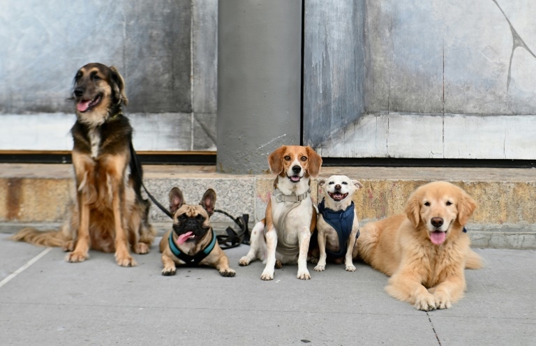 Man and dog: Ancient genetics study reveals complex history