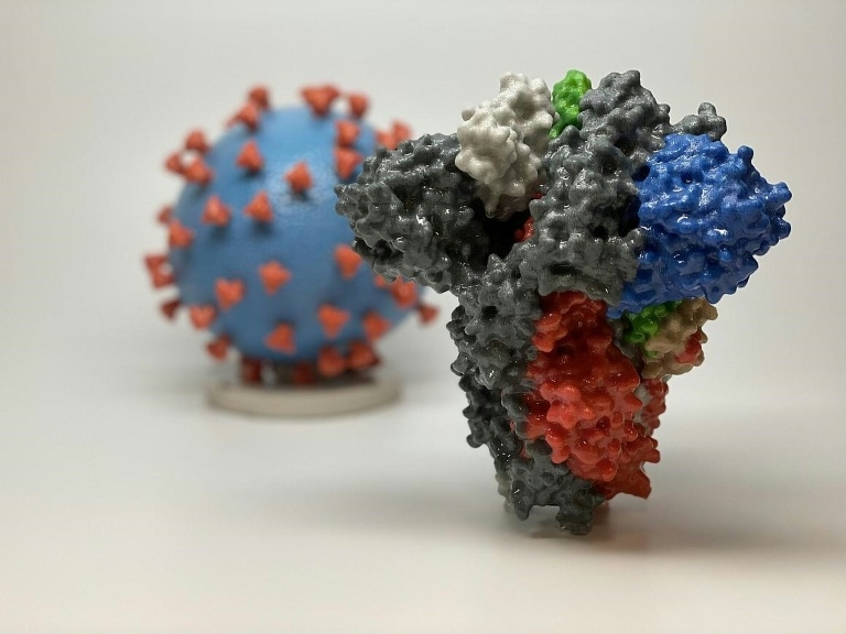 Immune system ‘remembers’ coronavirus for at least 6 months: study
