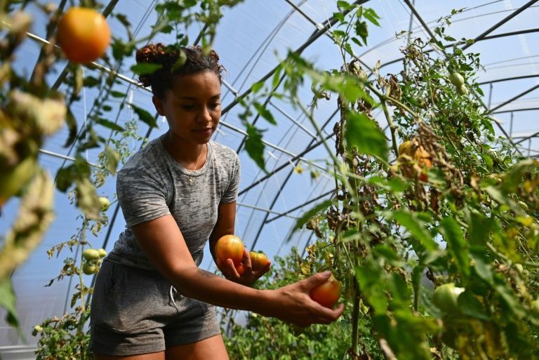 America's Black farmers work to uproot racism