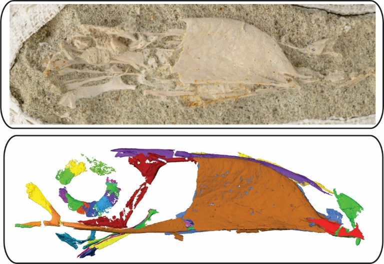 Fossil reveals ‘buck-toothed toucan’ that lived with dinosaurs