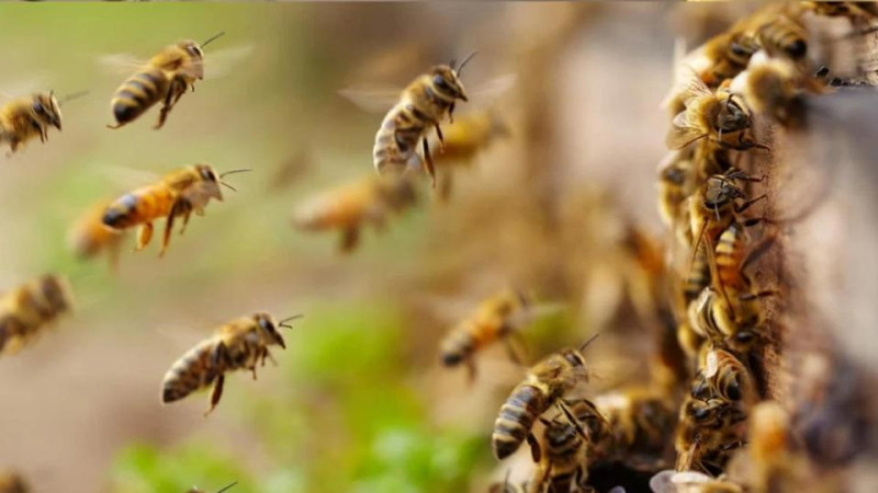 Bees attack French town, leaving 24 injured