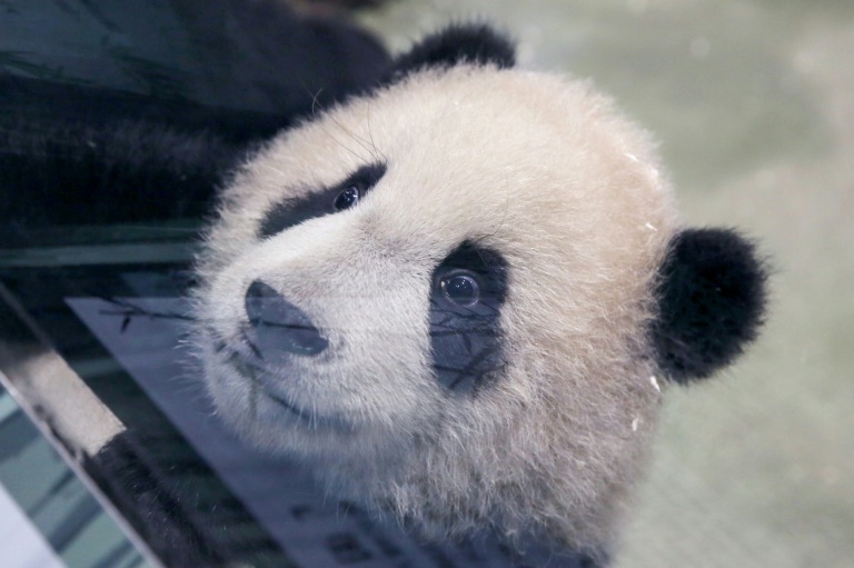 Second Taiwan-born panda cub makes media debut