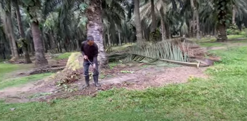 Govt opens recruitment of foreign workers for plantation sector only