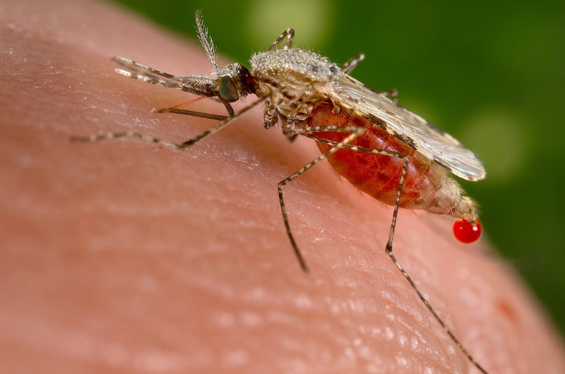 Ghana confirms new malaria-transmitting mosquito vector