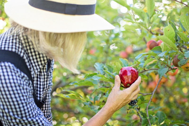Review ban on Malaysians applying for Australian farm work visa – William Leong