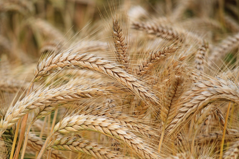 Australia to take China to WTO over barley tariffs