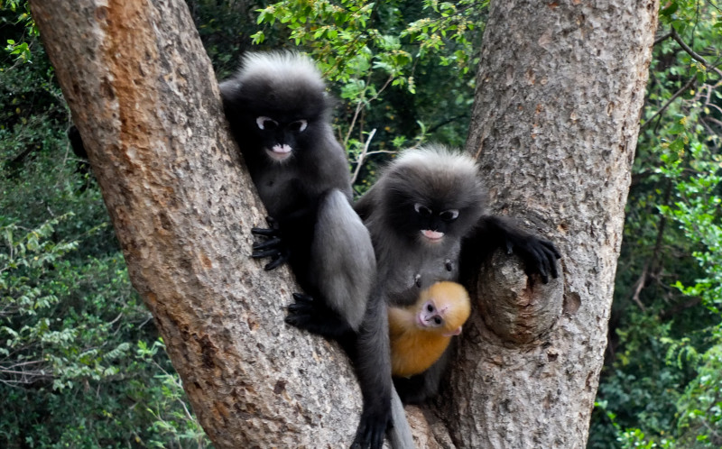 ‘Perhilitan forgot to shoot so-called animal lovers’: langur culling triggers debate