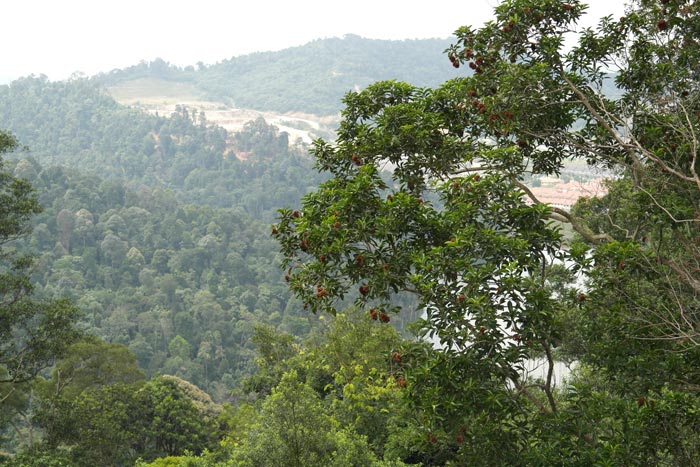 Bukit Cherakah: May 5 notice to complete degazetting process, says S’gor Forestry Dept
