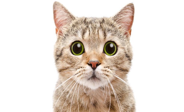 UTM embarks on comprehensive cat food research collaboration