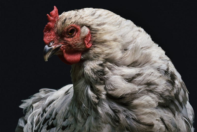 Dutch cull 190,000 chickens after bird flu outbreak