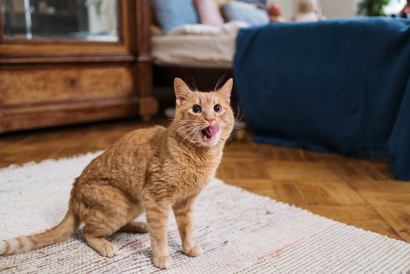 Haze can cause life-threatening lung inflammation in cats and dogs, vet warns