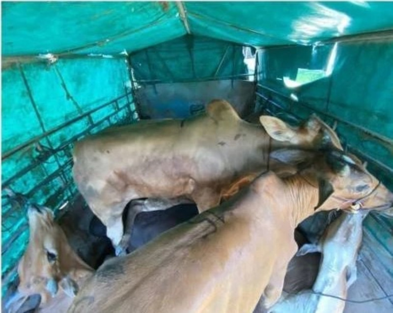 Two men arrested for attempting to smuggle cattle from Thailand into Malaysia