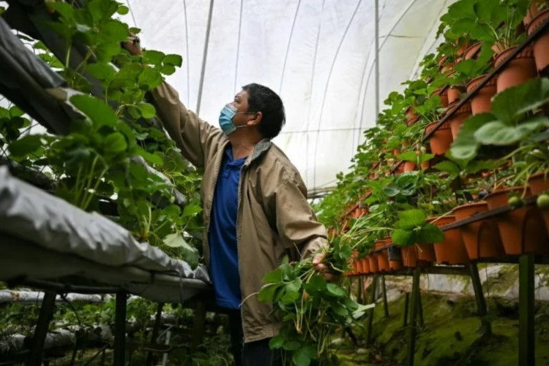 Farmers could raise vegetable prices by 15%, warns group