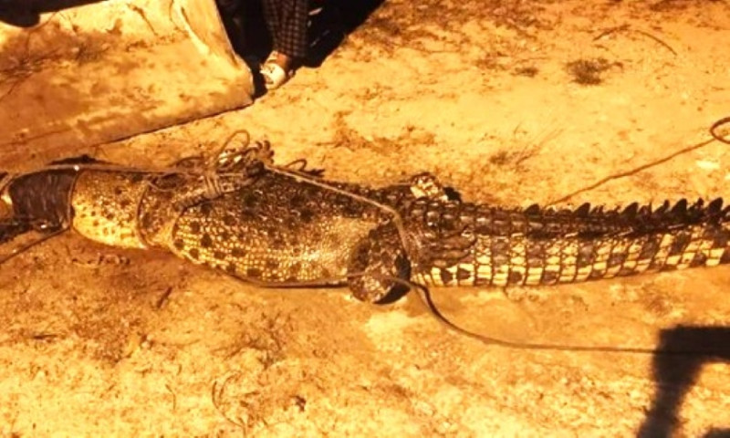 Man injured in croc attack while fishing in a Terengganu lake