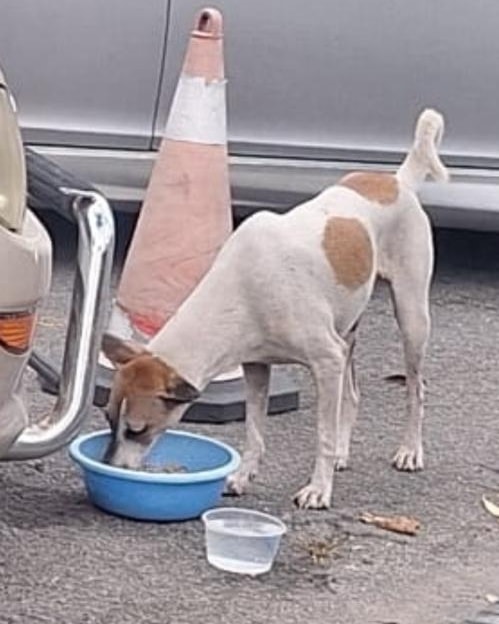 Serial dog killer stalks Penang neighbourhood