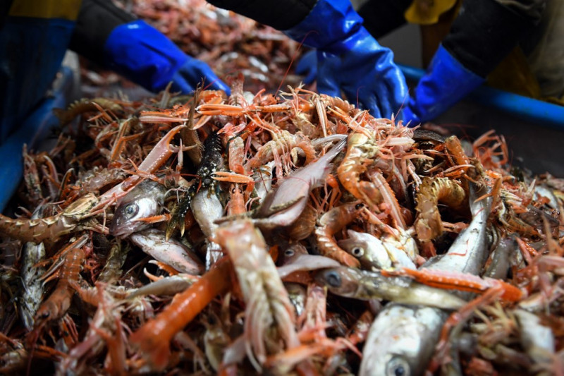 Brexit ‘perfect storm’ hits Scottish seafood exporters