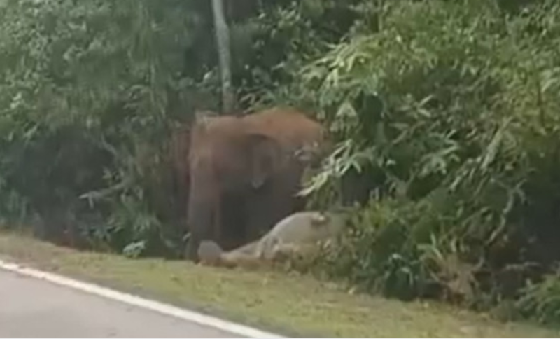 WWF Malaysia urges urgent wildlife crossing measures after elephant calf death