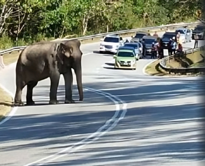Elephant tragedy on East-West highway spotlights tireless volunteer’s role