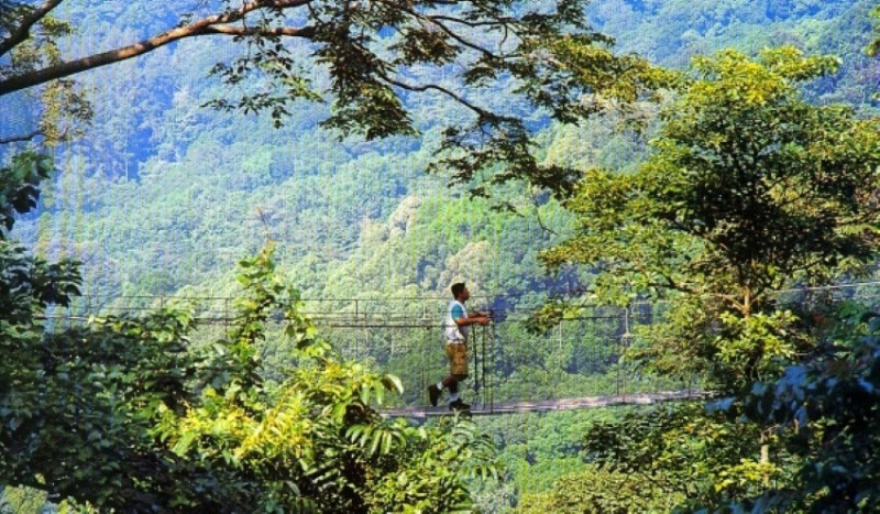 FRIM makes history with first dipterocarp genome, secures 48th Malaysia Book Of Records title
