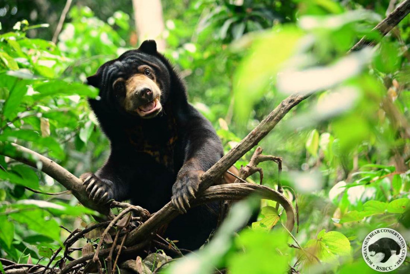 Sun bears and the hardships of animal conservation in the pandemic