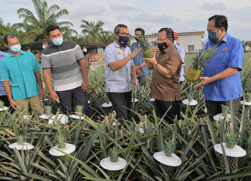 MPIB to attract more young agropreneurs to pineapple industry