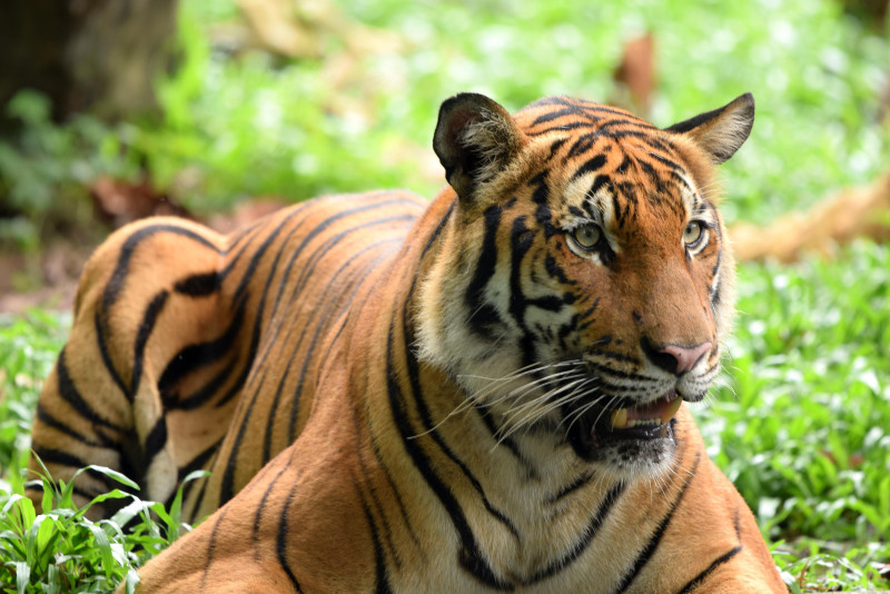 Tiger attack suspected in Perak as several cattle found dead or missing