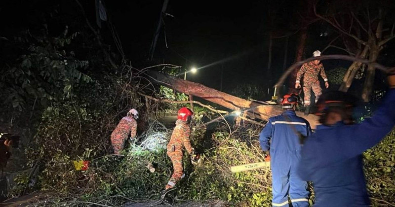 Fallen tree crushes two cars in George Town, three escape unharmed