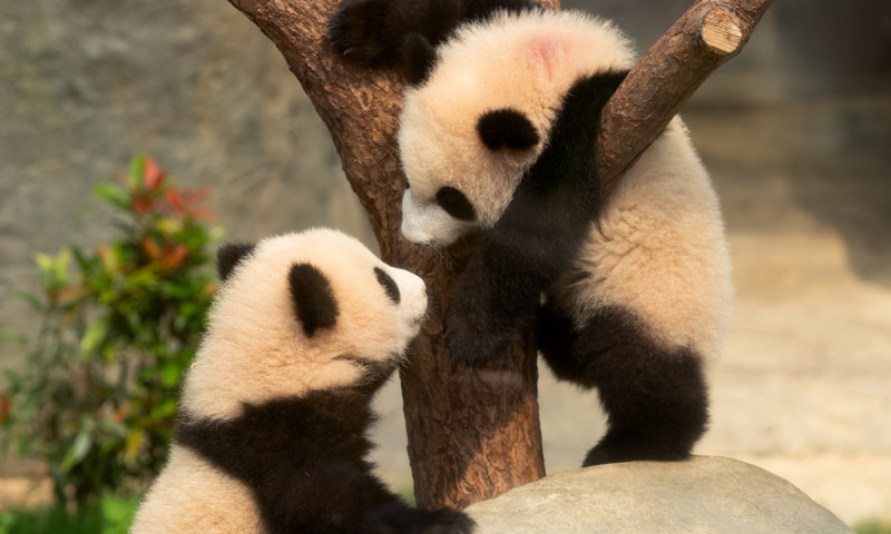 Hong Kong-born giant panda cubs melt hearts during first public display
