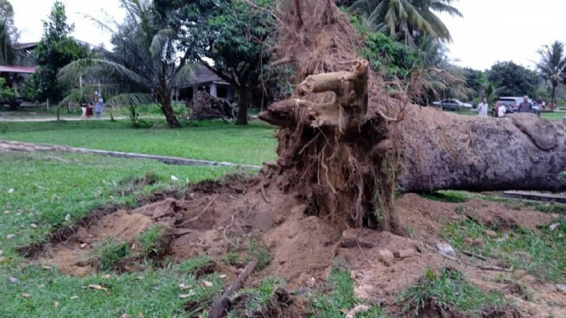 Teenage girl dies, crushed by falling tree in Kuantan 