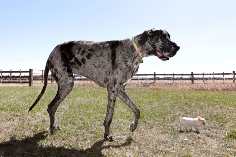 World’s tallest and smallest dogs meet up for a playdate