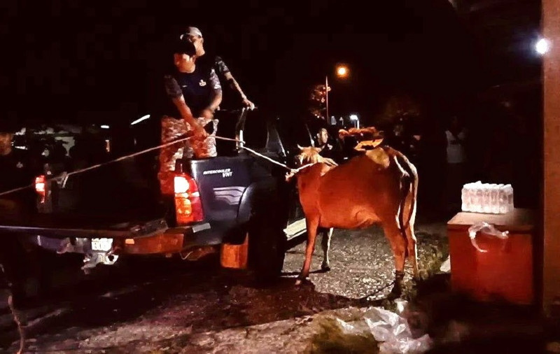 Stray livestock accidents cause over RM1.3 million in losses in Gua Musang